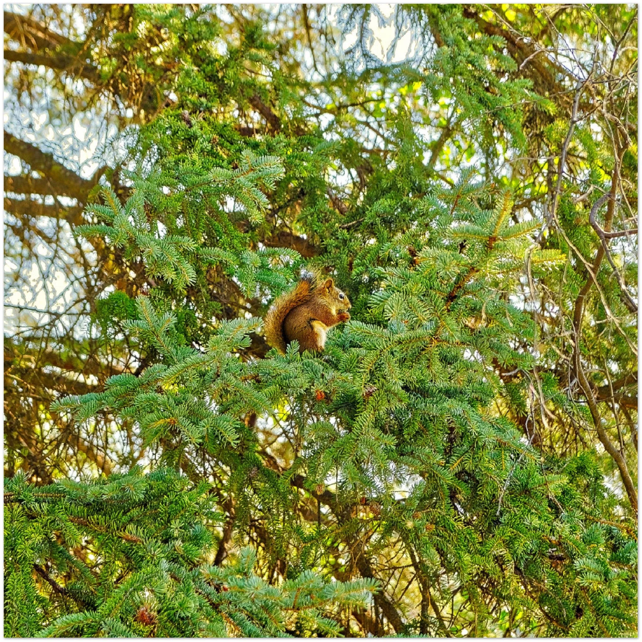 Premium Semi-Glossy Poster Print - Jasper National Park Squirrel