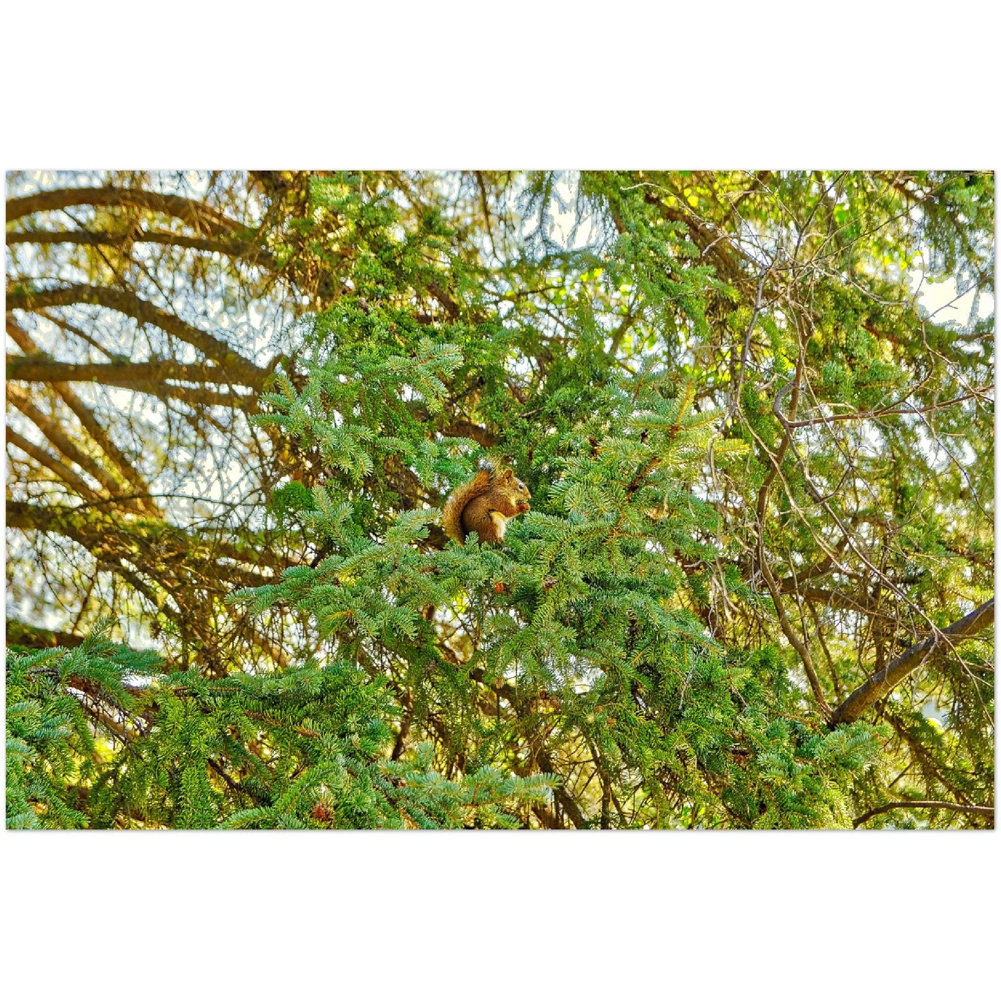 Premium Semi-Glossy Poster Print - Jasper National Park Squirrel