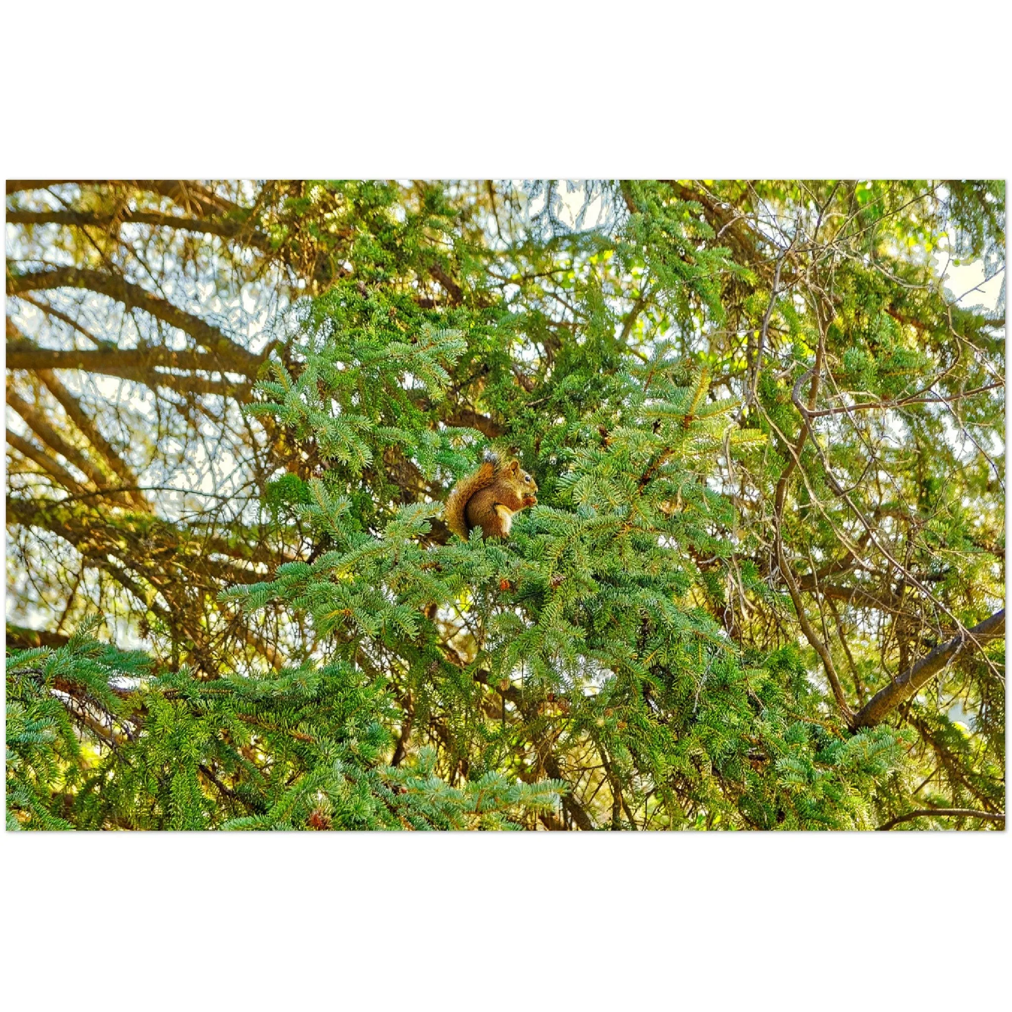 Premium Semi-Glossy Poster Print - Jasper National Park Squirrel
