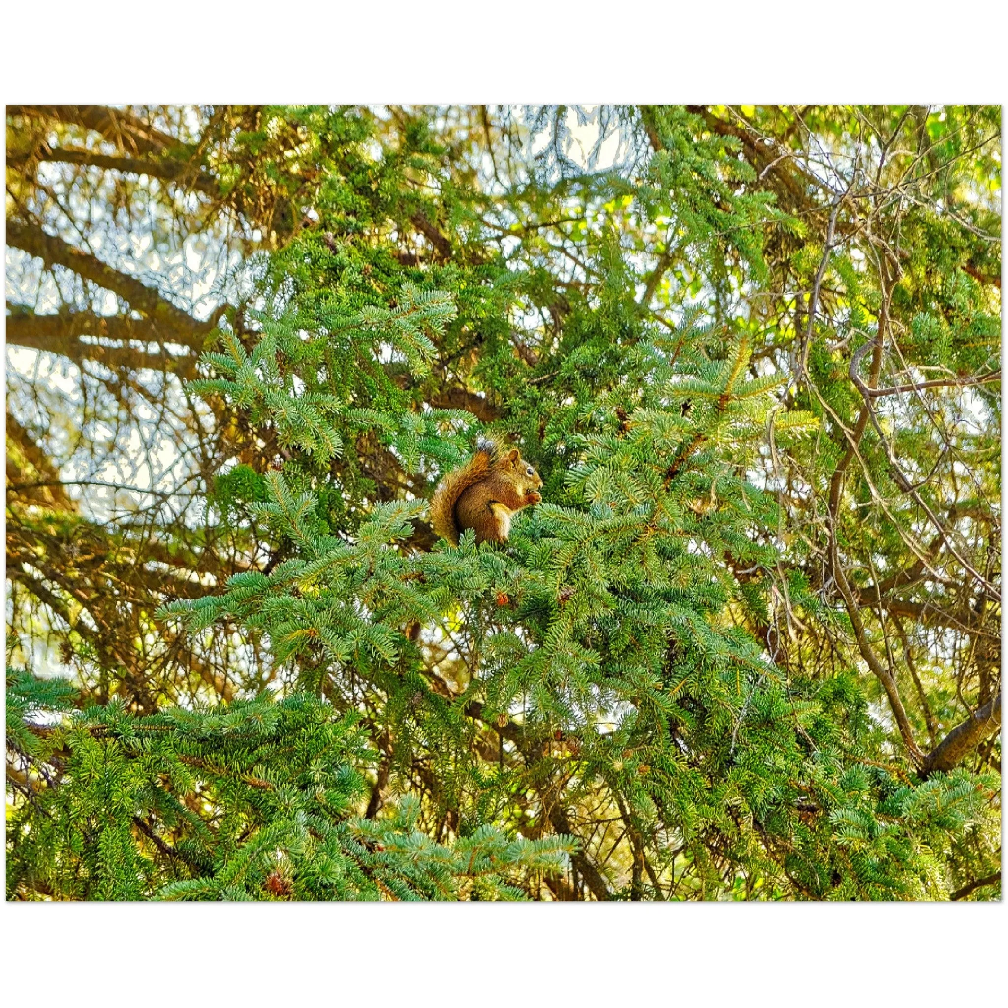 Premium Semi-Glossy Poster Print - Jasper National Park Squirrel
