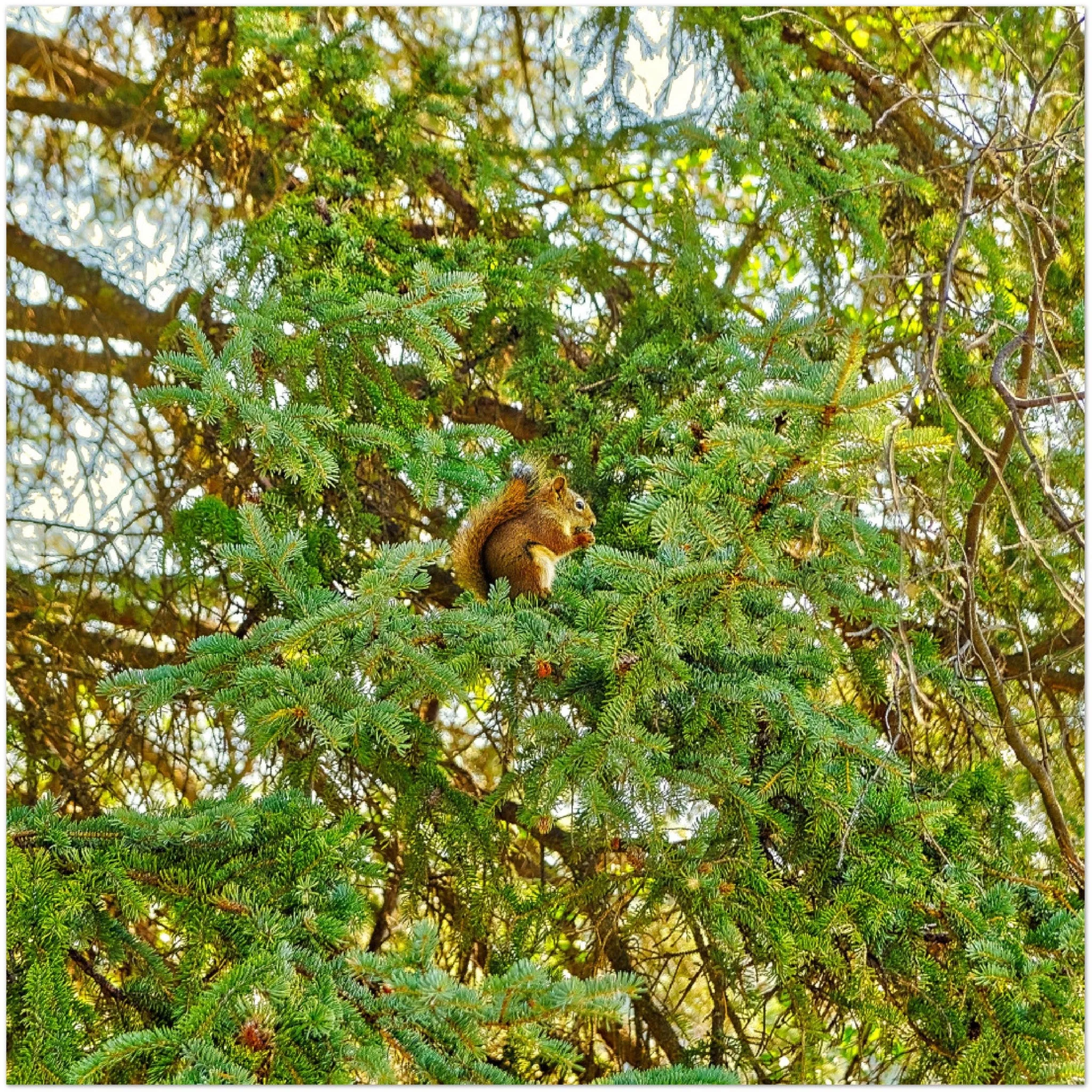 Premium Semi-Glossy Poster Print - Jasper National Park Squirrel