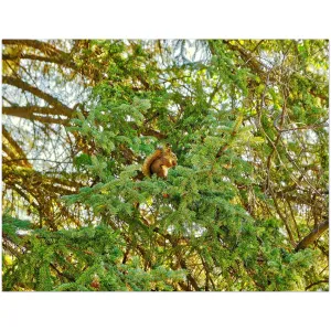 Premium Semi-Glossy Poster Print - Jasper National Park Squirrel