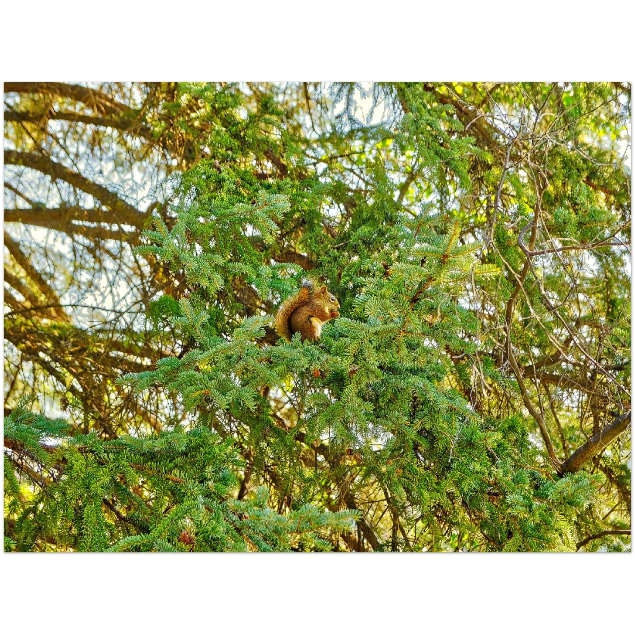 Premium Semi-Glossy Poster Print - Jasper National Park Squirrel