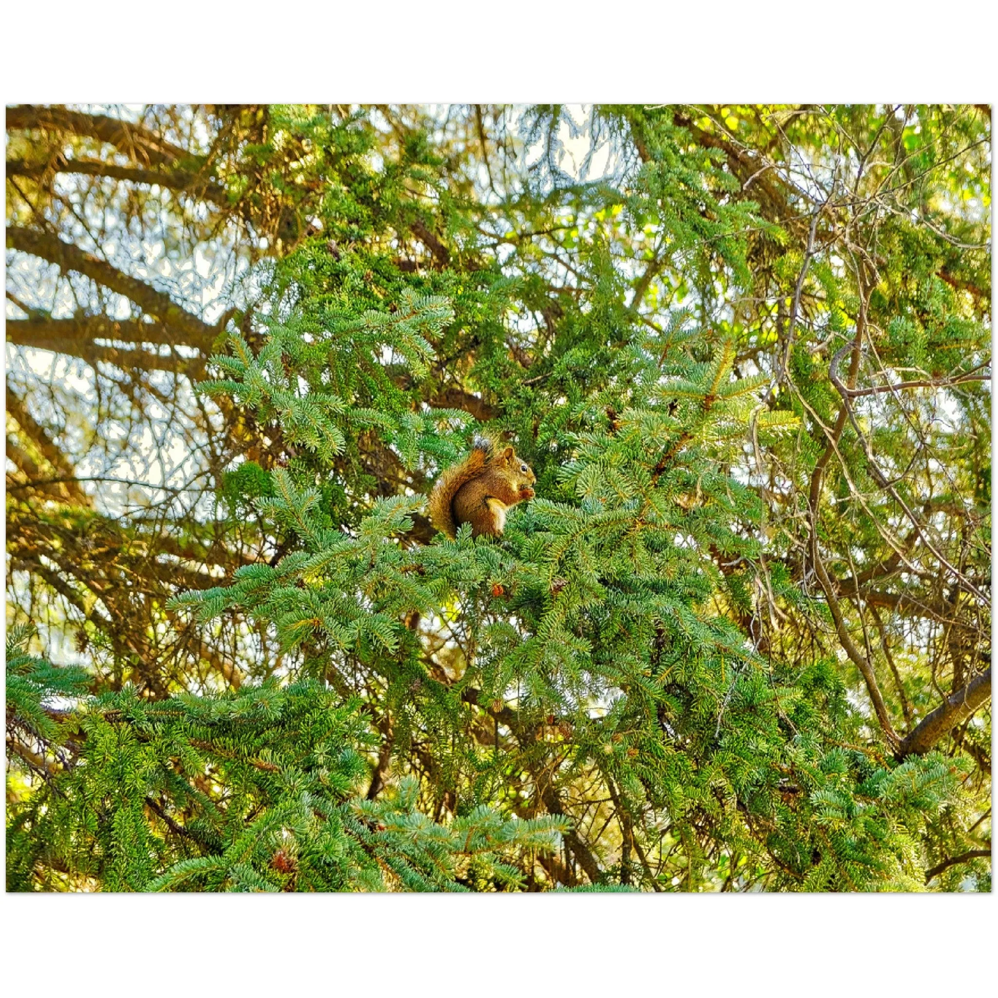 Premium Semi-Glossy Poster Print - Jasper National Park Squirrel