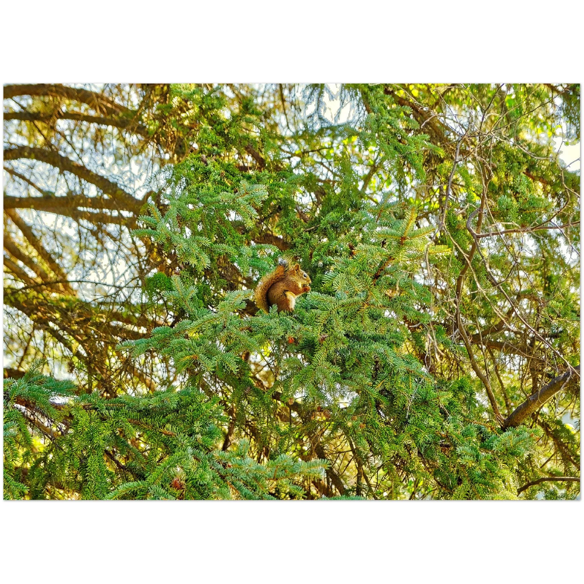 Premium Semi-Glossy Poster Print - Jasper National Park Squirrel