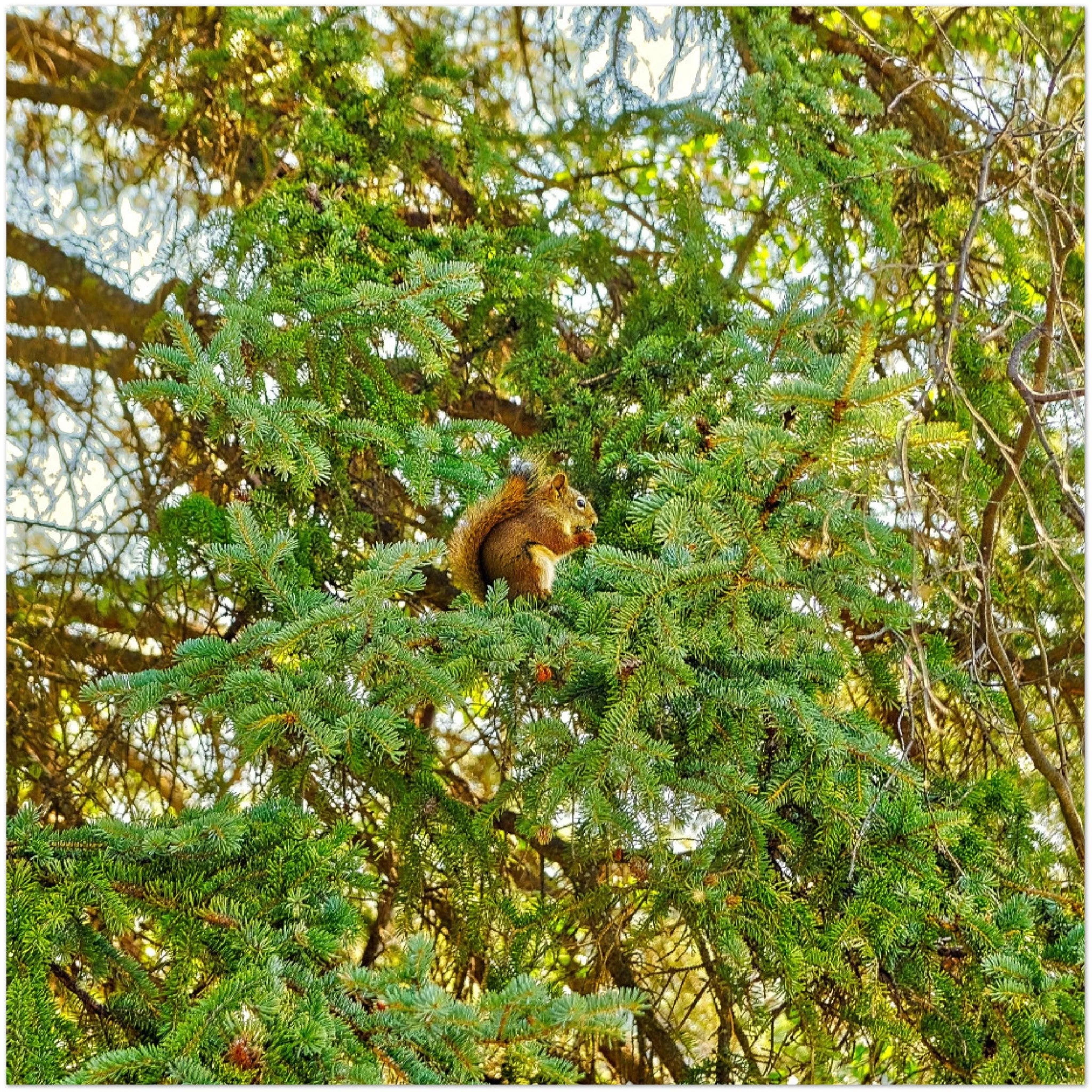 Premium Semi-Glossy Poster Print - Jasper National Park Squirrel