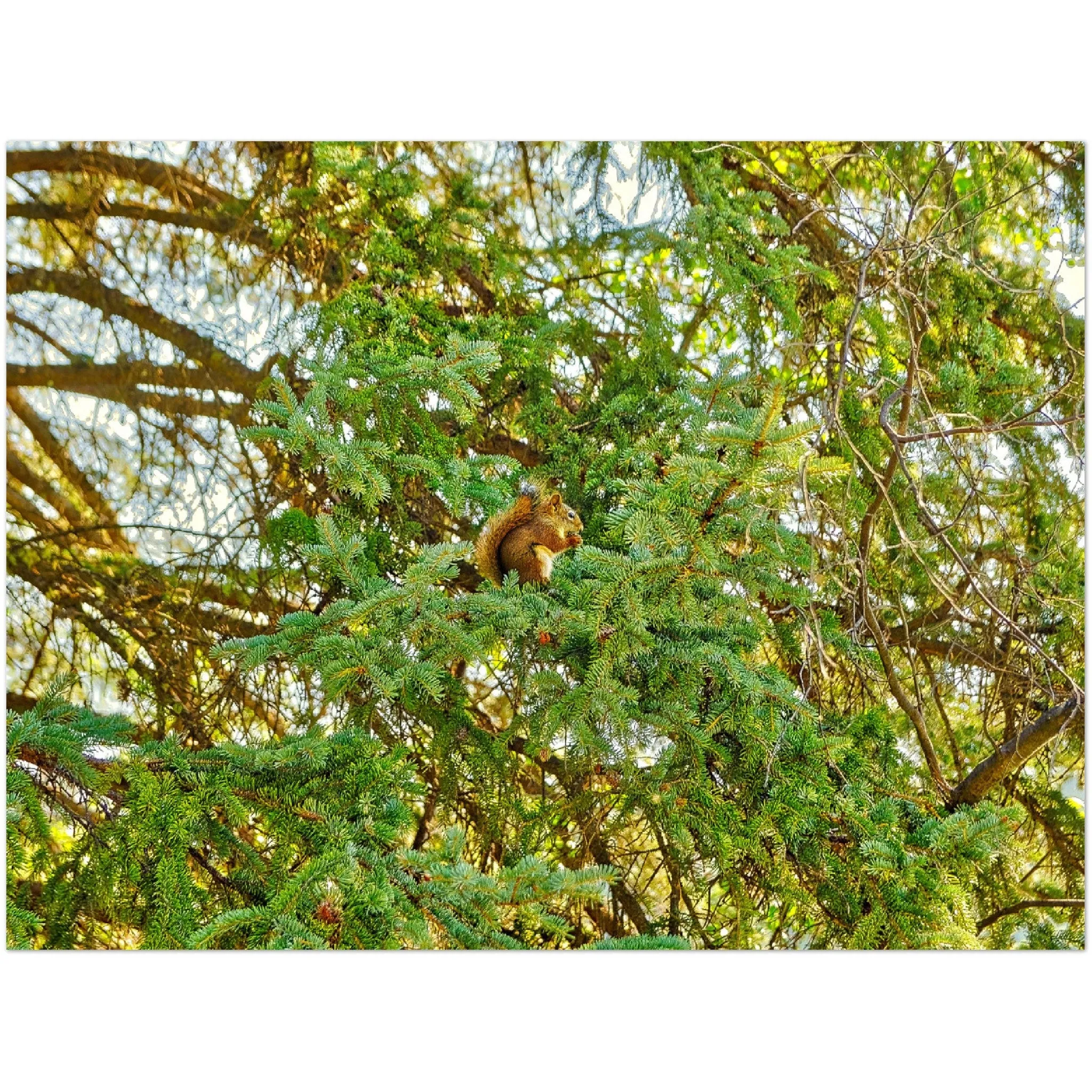 Premium Semi-Glossy Poster Print - Jasper National Park Squirrel
