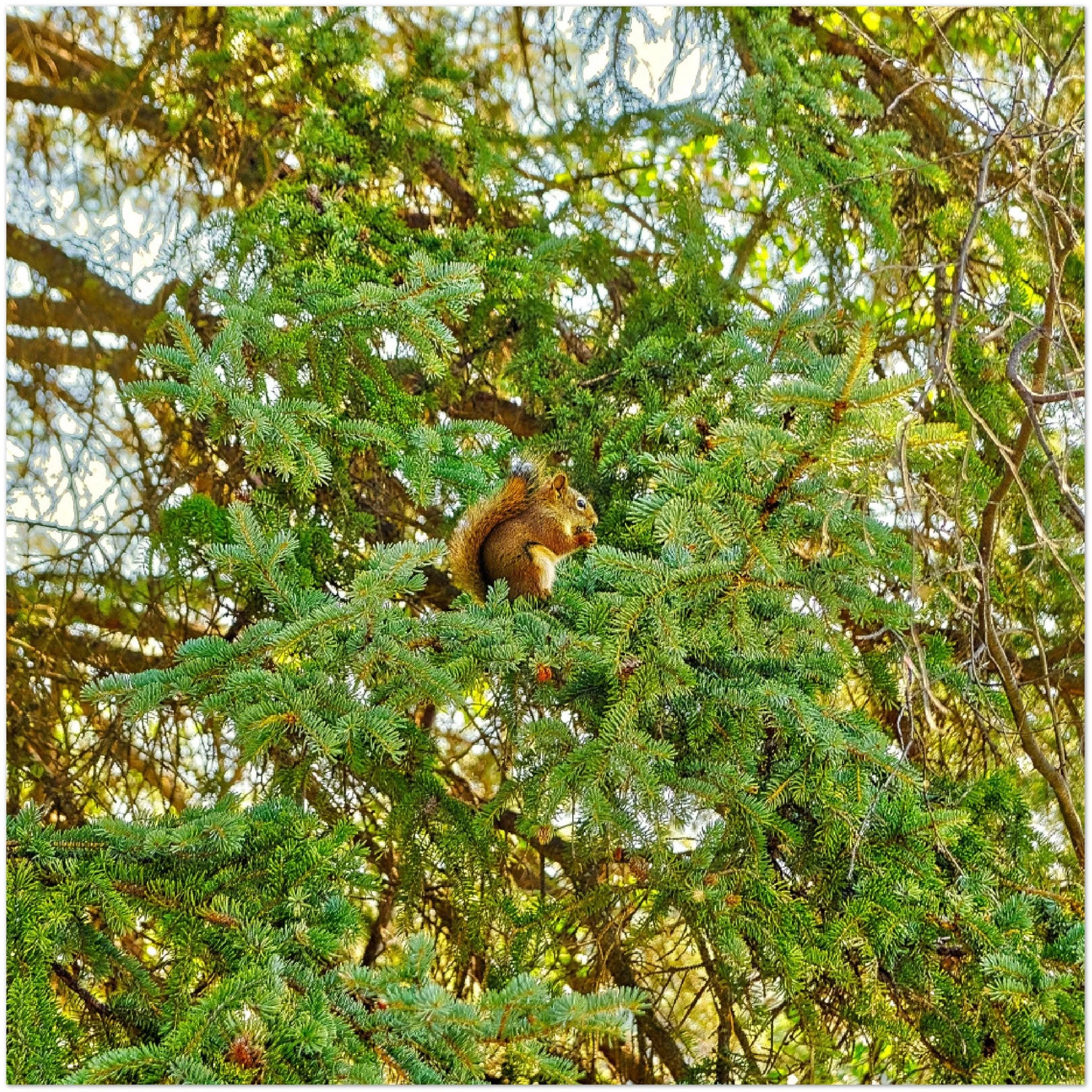 Premium Semi-Glossy Poster Print - Jasper National Park Squirrel