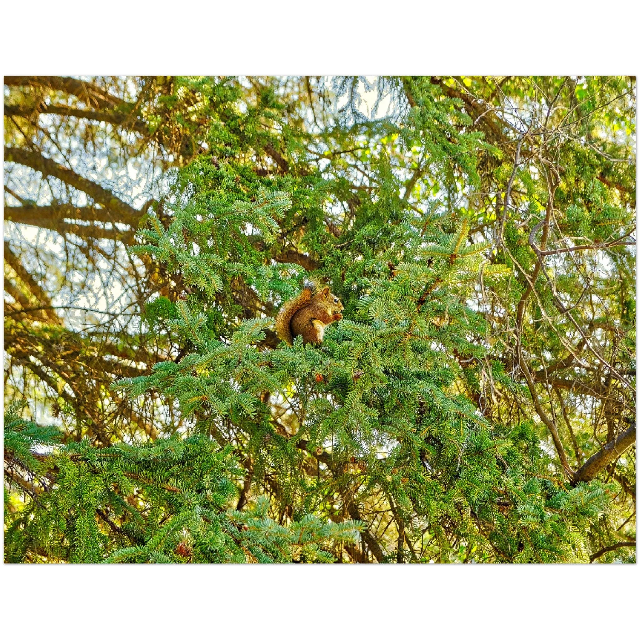 Premium Semi-Glossy Poster Print - Jasper National Park Squirrel