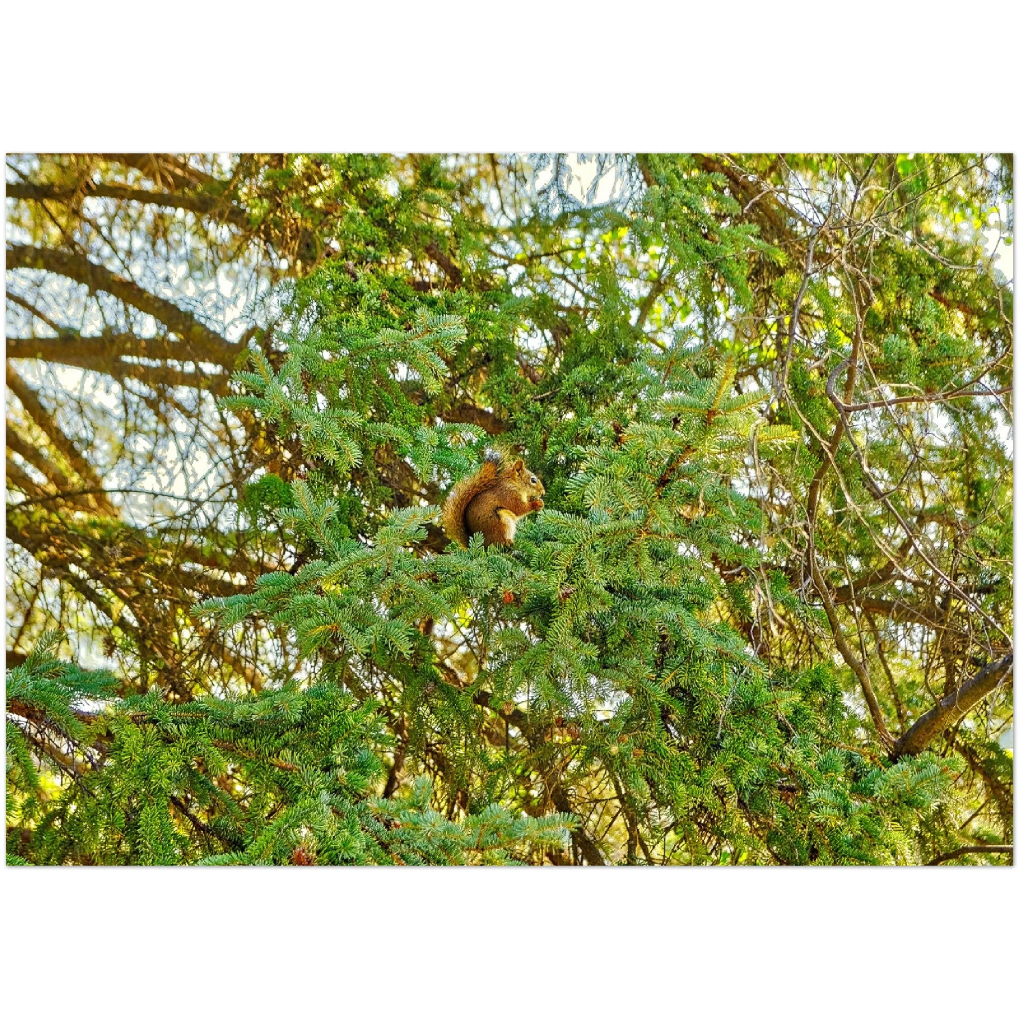Premium Semi-Glossy Poster Print - Jasper National Park Squirrel
