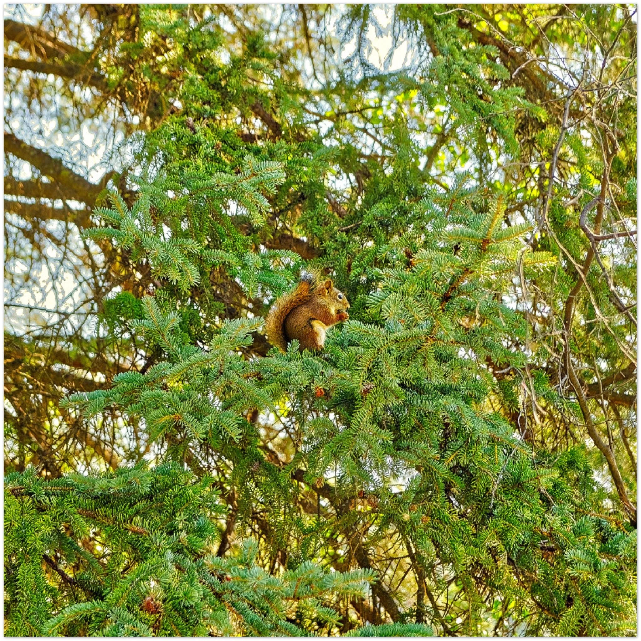 Premium Semi-Glossy Poster Print - Jasper National Park Squirrel