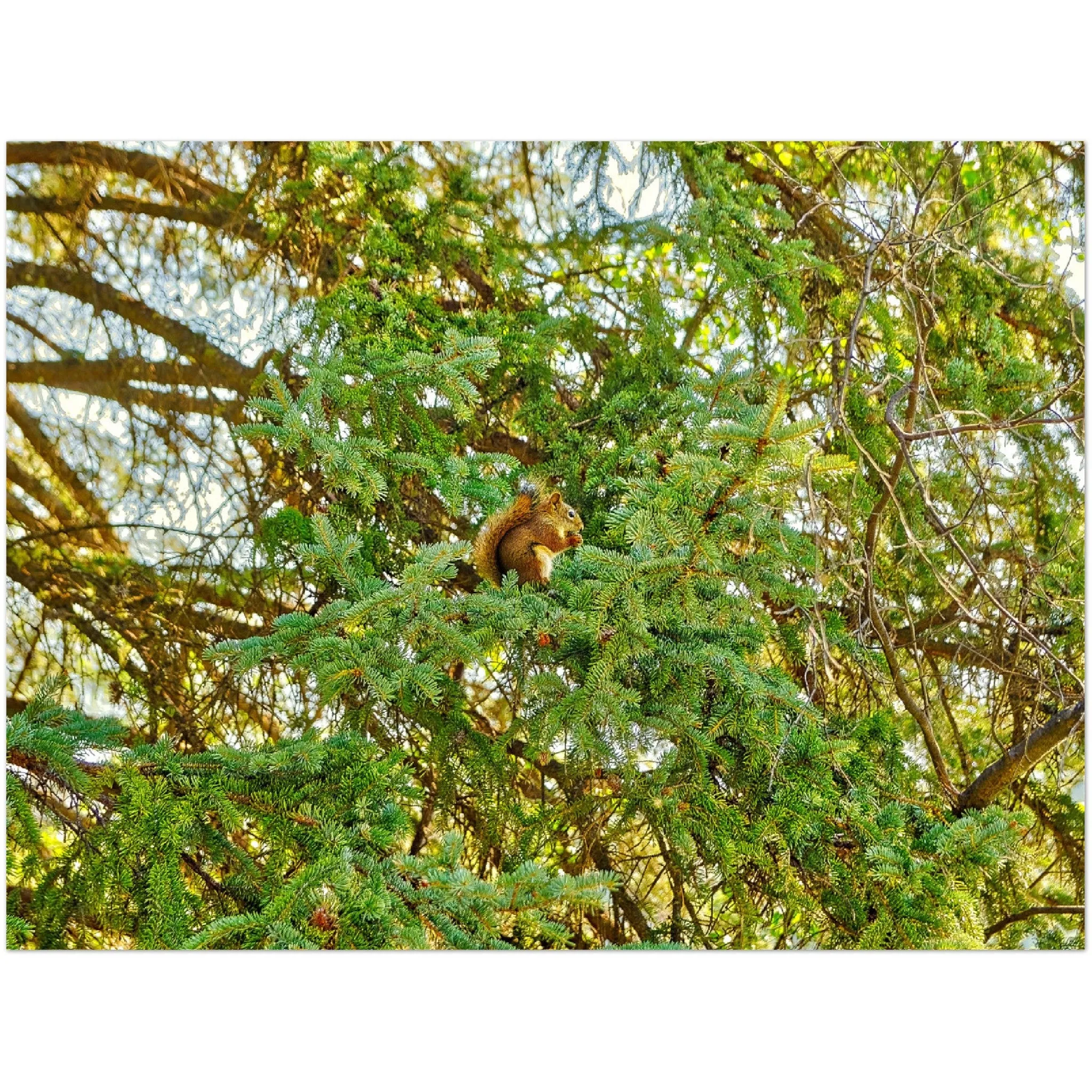 Premium Semi-Glossy Poster Print - Jasper National Park Squirrel