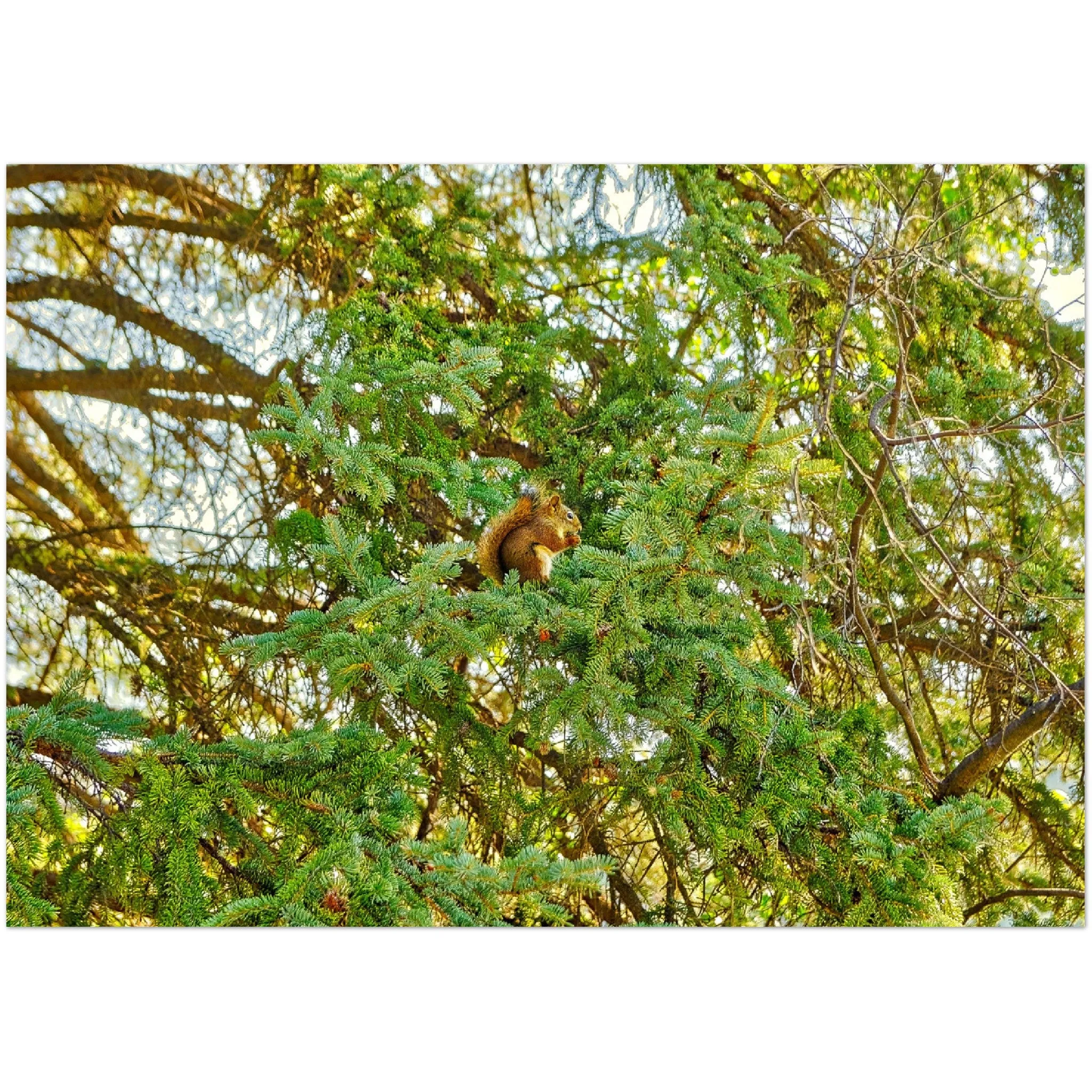 Premium Semi-Glossy Poster Print - Jasper National Park Squirrel