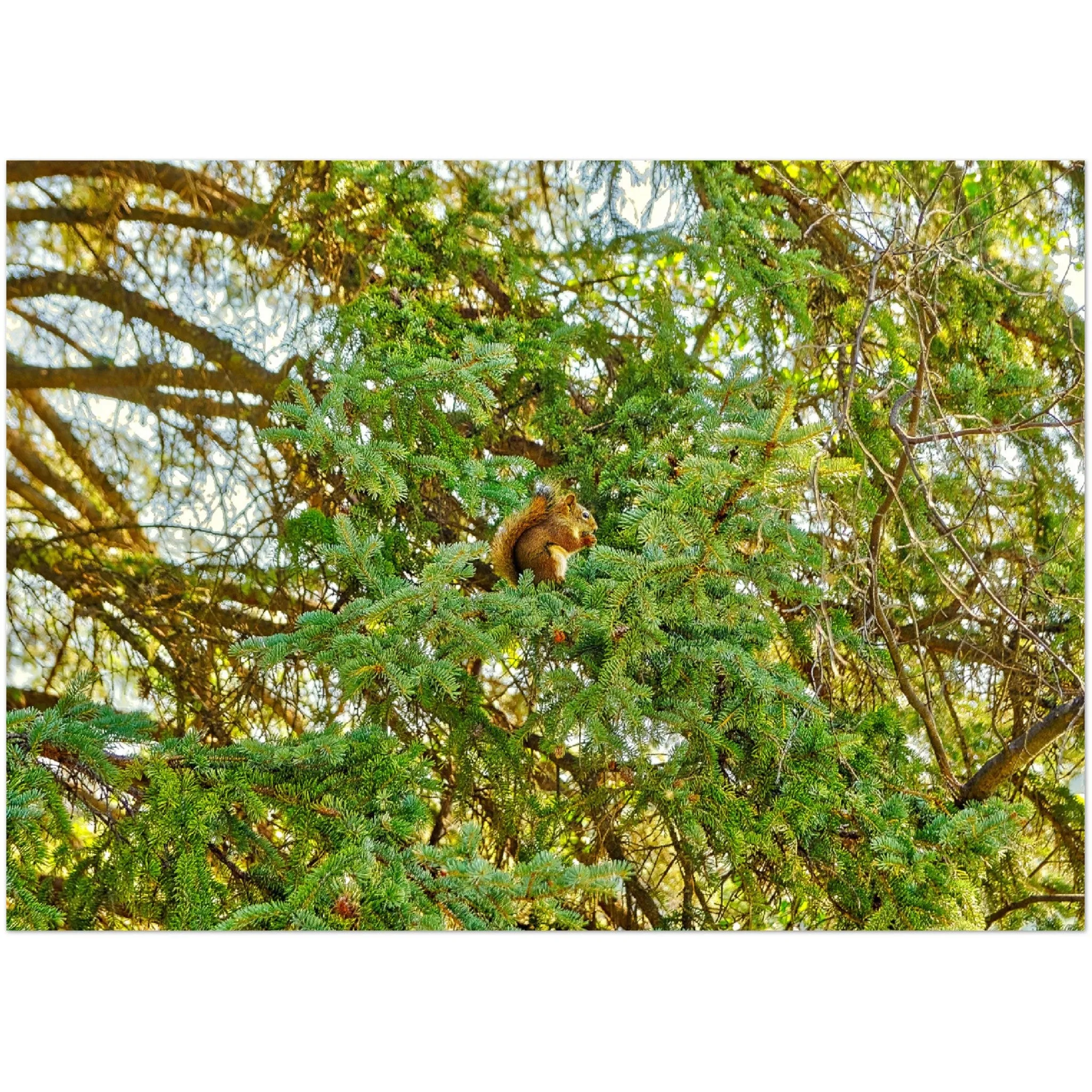 Premium Semi-Glossy Poster Print - Jasper National Park Squirrel